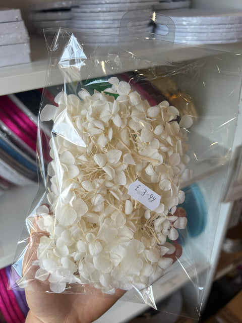 Dried Hydrangeas